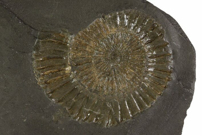 Dactylioceras Ammonite Fossil - Posidonia Shale, Germany #100269